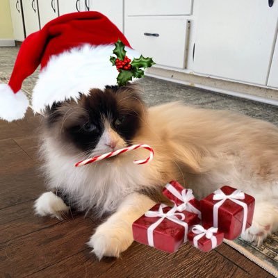 drunkonhoping's profile picture. linguistics and music lover 💌