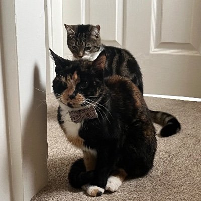 LBDNorcup's profile picture. Writer. Linguist. Full time cat dad.