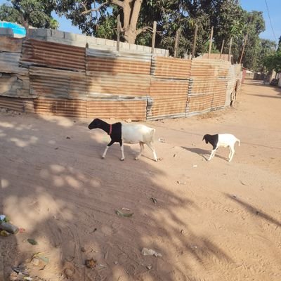 ebrima2277's profile picture. christian✝