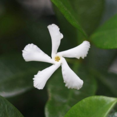 jasminumism's profile picture. 