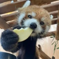 lxraa444's profile picture. gamer, yearner