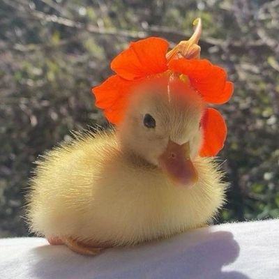 Duckling4131's profile picture. #ZEUS #HLEWIN 25HLE ZPZVD 26HLE🧡 I'm always here too⚡️🐥🍊
+ #VIPER 🐍💙 #PEANUT 🥜