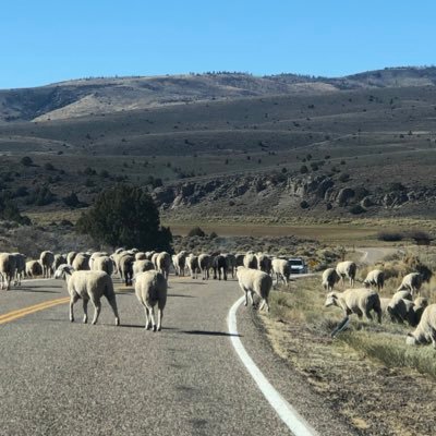 Bluzforever's profile picture. “In life, all good things come hard, but wisdom is the hardest to come by.” - -Lucille Ball Trump/MAGA