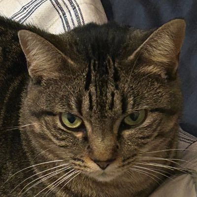 Staffieluv's profile picture. 😇SweetCakes Besty is @brittbarr24 Arwen and @Minniecat16 TeamBadger 🦡 #ZSHQ #zombiebullz 🐮 #OTLFP Bros Coffee 🌈 🐕Spartacus 🐶 sisters Rayn 🐕‍🦺 and Mya 😻