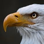 springbootdev's profile picture. Java | Spring Boot | Spring Data | Spring Security | Spring Cloud