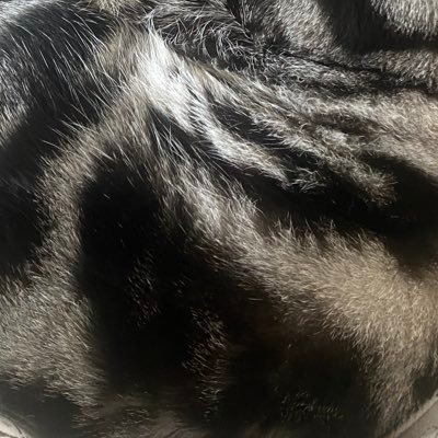 mo_jiten's profile picture. はたらく30代喪処女。なのによく使ってるマチアプはティンダー。元イケメン界隈ガチオタ、実家でぬくぬく、猫飼い🏠お手柔らかによろしくお願いします。