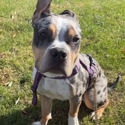 fastboyroy11's profile picture. 