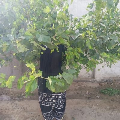 Asifashahi4737's profile picture. 