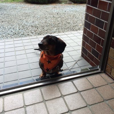 shinba_potter's profile picture. 下中→富士学苑→山梨学院大学 法学部政治行政学科3年68期生 気軽にフォローよろしく