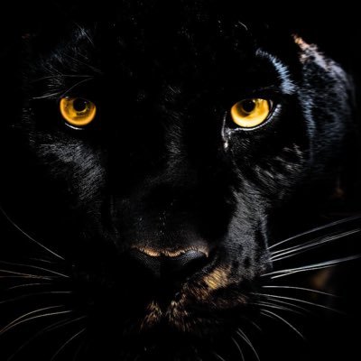 BlackPantherCap's profile picture. Hunting in silence. Research built for extreme upside. 10x–100x or nothing. $ONDS $IREN $OPEN $CIFR $BITF