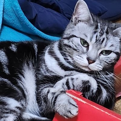 funkysawa's profile picture. 派手髪・ピアス・ネイル・Tattoo・猫・爬虫類 ・ロードバイク・ホラー・ラーメン・グミ・HYDE・MEJIBRAY・Acid Black Cherry・やべきょうすけさんが大好きっ💙

2018/7月12日ボール♀🐍お迎え
2023/1月14日アメショー♀🐱お迎え

2024/11にバセドウ病 発症🏥