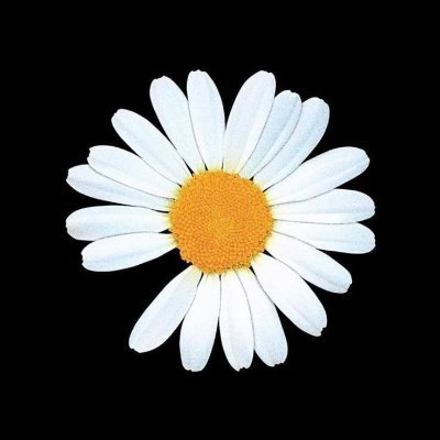 bra_gmz's profile picture. Full time Crypto!