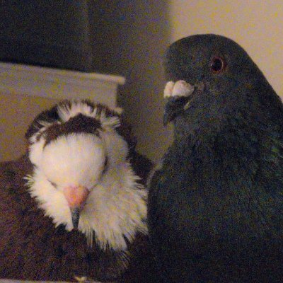 ishtar_doves's profile picture. people call me alex 🇦🇺 | bronze age 🏺 and dinosaur fan 🦖 🐦
pigeon lady 🕊️ | she/her/it | 28 | intersex trans | 🇵🇸