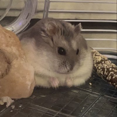 ccb_nokyaku's profile picture. @ccbi_83 ←月