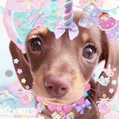 pusheenijoshi's profile picture. 💖‧˚꒰ derpie ୭ ˚. ᵎᵎ🍟 2006🦖 he/it • schizophrenic! 🍪🧁🛍️ blogging & drawing wutever (｡﹏｡") !! 🍔🦄 huge pusheen + derpy kinny! 🌈 +17 preferably !🌮