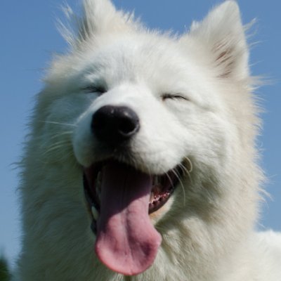 foxperia's profile picture. ようこそ、 #インターネットわんちゃんず
ゆるくアホに生きてます。最近自宅が旅館と化してます。