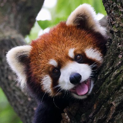 DrLesserPanda's profile picture. Pulmonologist & Intensivist  
Immunology | Archiving, sharing latest research | MD, PhD
#Immunology #Pulmonology #Lung #Evidence-based