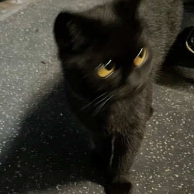 pudingog's profile picture. 051 2N 버니 키 펫 종변