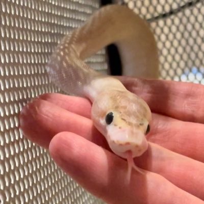Templum_sp's profile picture. 飼育中:ボールパイソン♀ 🐍(ふにちゃん)/現生〜古生まで爬虫類に興味/生物全般に学術的関心あり/別垢と違って、これは真面目なド健全アカウントです。