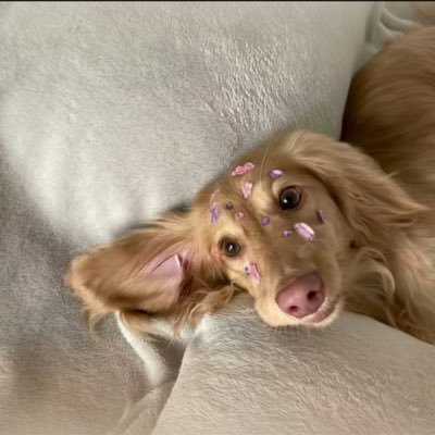 halouxwang's profile picture. ....