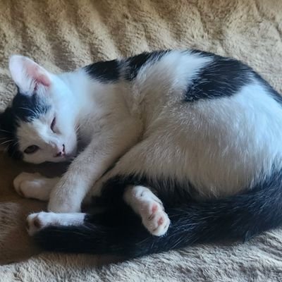 hannahpbo's profile picture. #VFL 🍊 #KindnessMatters🌼🌸
🐈cat mom🐾  
No DMs unless I know you🚫