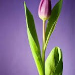 DavidLiaz's profile picture. 