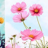 singh33731's profile picture. 