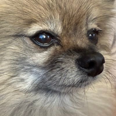 null_x0o0x's profile picture. ポメ愛好家꒰ ՞•ﻌ•՞ ꒱