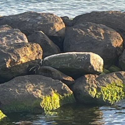 dragonfudge's profile picture. she/xe/they/he • Indian • queer • non-binary • ~lispian crouch~ || Anti-Caste.