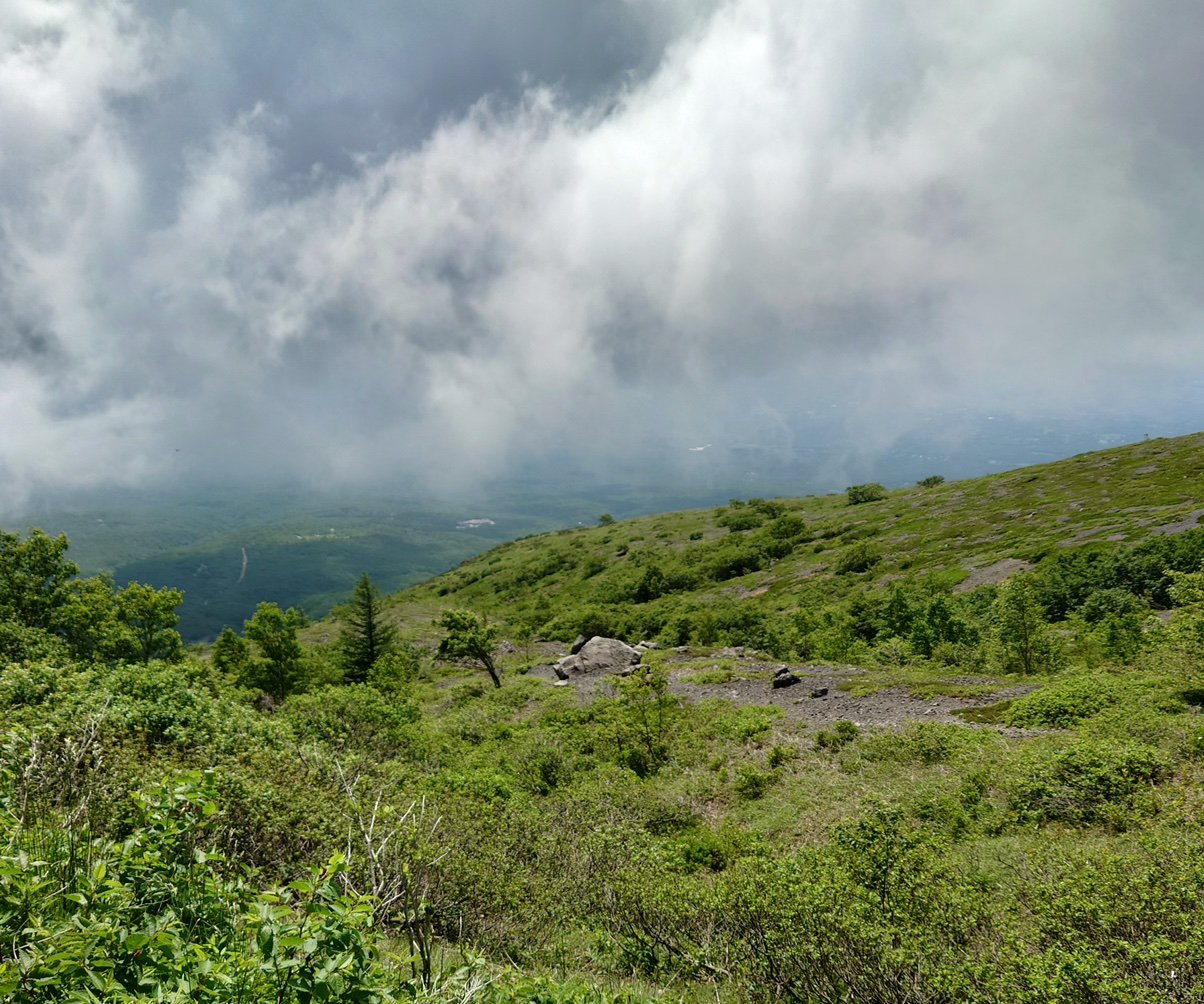 dezimakigu's profile picture. 