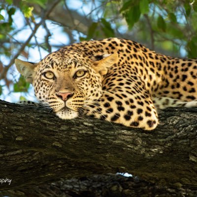 clintpthim's profile picture. Chartered Accountant with a camera — strategy, travel, and African stories in frames   🇮🇳➡️🇧🇼