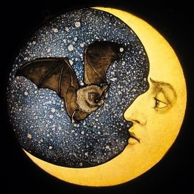 Vesperys_'s profile picture. 🌜🦇🌛 || 20 yo || Eng/Fr
