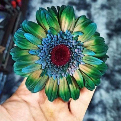 Edavis_ss's profile picture. Political Enthusiasts,truth seeker trump lover🇺🇸🇺🇸