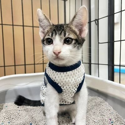 ay_wvs's profile picture. 