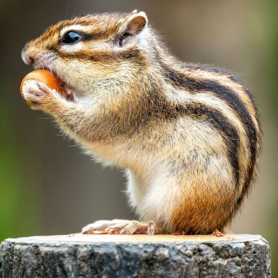 paresh_boricha7's profile picture. સુખ નો આધાર સમજણ ઉપર છે..