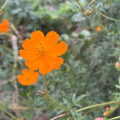 nyan_pima's profile picture. 