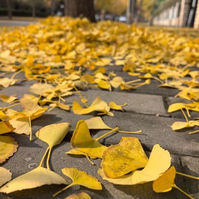 zong_bai92337's profile picture. 南荣s