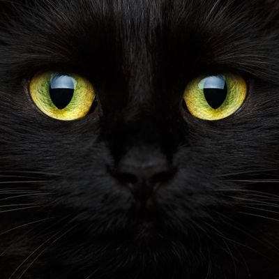 vava_zaaa46706's profile picture. 