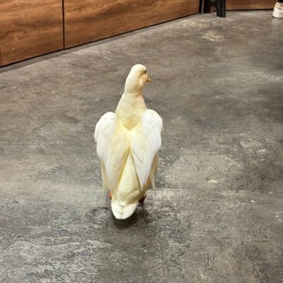 Yukiminn059's profile picture. 原神好き人間