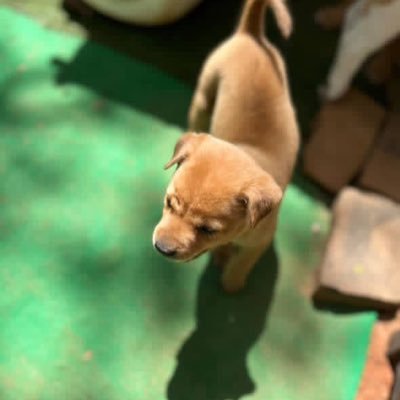 ranchichi_'s profile picture. 