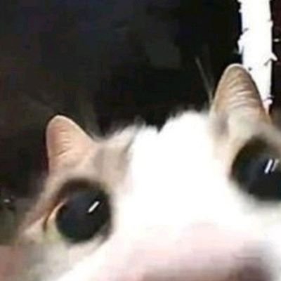 catexxias's profile picture. obsceno, sujo e o último romântico da zona norte ✴︎ estudante de psicanálise ✴︎ SCCP ✴︎ 💉 11/09/2025 ✴︎ transmasc lésbico, ele/dele ⚧️