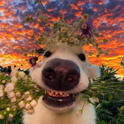 CtrIAltDelulu's profile picture. Kohli disciple | Dhoni believer | Cricket addict. | Tweeting like someone’s paying me. (they’re not.)