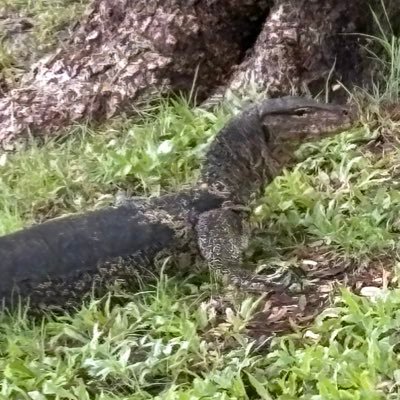 neet_onisan's profile picture. アメックス・ゴールド・プリファードの招待リンクいる人DM✉️