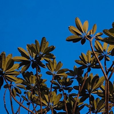 itzsohamx__'s profile picture. figuring it out