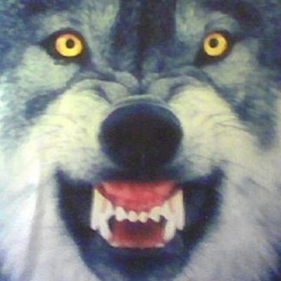 GAEangrywolf's profile picture. 진짜 개같이 빡침