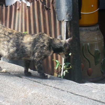 casualdogbeat's profile picture. ทะเล ดนตรี เทปเพลง สระบัว ชีวิต