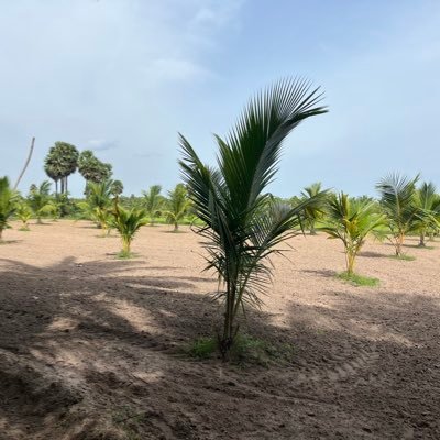 palaniselvampvi's profile picture. 