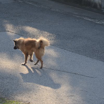 MEGACOLORPUNCH's profile picture. 