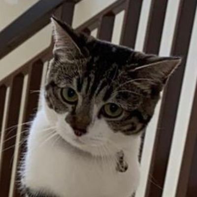 0xmiauww's profile picture. a miserable GA hunter | only using 📱with wifi & data | TG = https://t.co/KwMWvHk12J