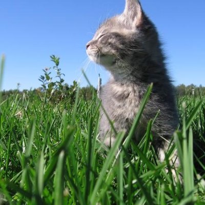 Warkaura's profile picture. meow meow!! :3
this app fucking sucks